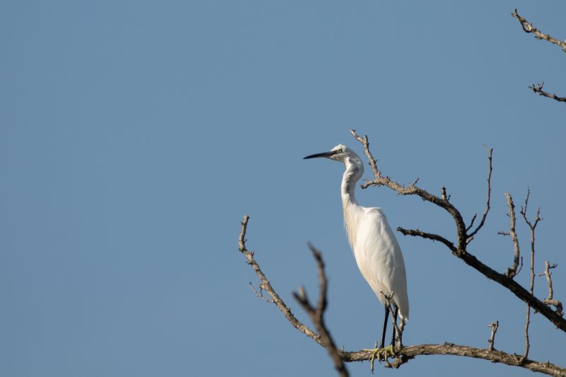 Aigrette garzette